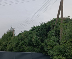 Tradiciniai amatai - Medžių pjovimas, genėjimas - 1