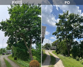 Medžių genėjimas, pjovimas - Medžių genėjimas, Pjovimas. Aplinkos tvarkymo darbai - 2