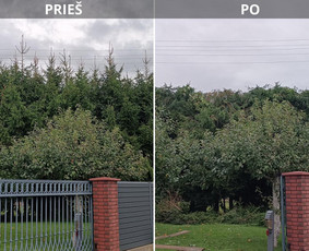 Medžių genėjimas, pjovimas - Medžių pjovimas, genėjimas - 1