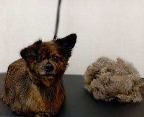 Šunų ir Kačių kirpykla. / Kirpėja Julita / Darbų pavyzdys ID 4572914