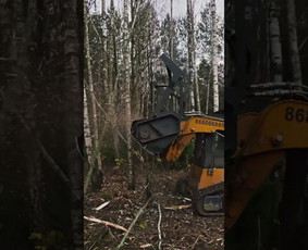 Aplinkos tvarkymas ir priežiura / MB Kinijos uostas / Darbų pavyzdys ID 4573368