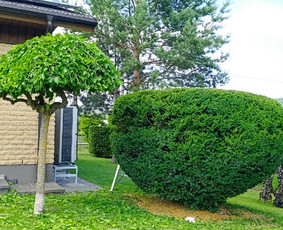 Aplinkos tvarkymas, medžių genėjimas ir gyvatvorių karpymas / Aplinkos Priežiūra / Darbų pavyzdys ID 4574594