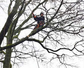 Medžių genėjimas, pjovimas - Medžių genėjimas, Pjovimas. Aplinkos tvarkymo darbai - 2