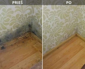 Pelėsio naikinimo paslaugos - Pelėsio Ir Jo Grybo Naikinimo Paslaugos - 1