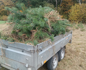 Žolės pjovimas/mulčiavimas ir apleistų sklypu tvarkymas / Jaroslav / Darbų pavyzdys ID 4585632