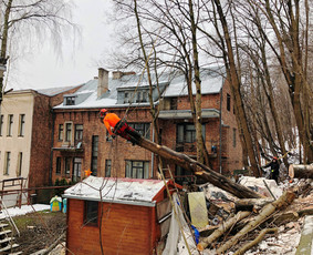 06 55 55 800 Medžių Pjovimas Ir Genėjimas Visoje Lietuvoje - Apleistų sklypų tvarkymas - 1 Apleistų sklypų tvarkymas - 06 55 55 800 Medžių Pjovimas Ir Genėjimas Visoje Lietuvoje - 1