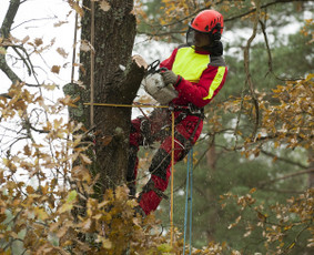Aplinkos tvarkymas, apželdinimas - 06 55 55 800 Medžių Pjovimas Ir Genėjimas Visoje Lietuvoje - 1