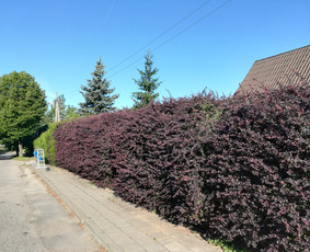 Raugerškio gyvatvorė prieš kirpimą