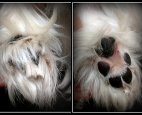 Šunų ir kačių nagų karpymas - Šunų ir kačių kailio priežiūra Klaipėdoje - 1