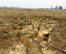 Arboristo paslaugos. Medžių pjovimas, kelmų naikinimas / Mantas Gerulis / Darbų pavyzdys ID 1054557