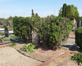 Arboristo paslaugos. Medžių pjovimas, kelmų naikinimas / Mantas Gerulis / Darbų pavyzdys ID 1054567