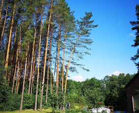 Arboristo paslaugos. Medžių pjovimas, kelmų naikinimas / Mantas Gerulis / Darbų pavyzdys ID 1054573