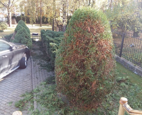 Arboristo paslaugos. Medžių pjovimas, kelmų naikinimas / Mantas Gerulis / Darbų pavyzdys ID 1054545