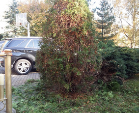Arboristo paslaugos. Medžių pjovimas, kelmų naikinimas / Mantas Gerulis / Darbų pavyzdys ID 1054547