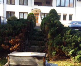 Arboristo paslaugos. Medžių pjovimas, kelmų naikinimas / Mantas Gerulis / Darbų pavyzdys ID 1054549