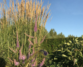 Kraštovaizdžio sprendimai / Kotryna Binkevičienė / Darbų pavyzdys ID 1058735