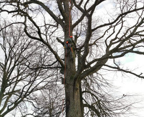 Avarinių medžių pjovimas/ žolės pjovimas. / Arboristas Egidijus / Darbų pavyzdys ID 1059921