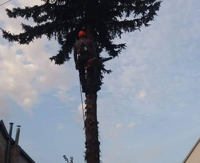 Avarinių medžių pjovimas/ žolės pjovimas. / Arboristas Egidijus / Darbų pavyzdys ID 1059925