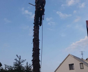 Avarinių medžių pjovimas/ žolės pjovimas. / Arboristas Egidijus / Darbų pavyzdys ID 1059927