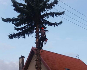 Avarinių medžių pjovimas/ žolės pjovimas. / Arboristas Egidijus / Darbų pavyzdys ID 1059929