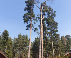Avarinių medžių pjovimas/ žolės pjovimas. / Arboristas Egidijus / Darbų pavyzdys ID 1059933