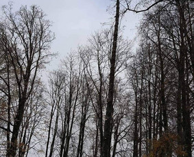 Avarinių medžių pjovimas/ žolės pjovimas. / Arboristas Egidijus / Darbų pavyzdys ID 1059935