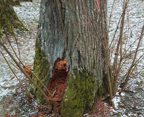Avarinių medžių pjovimas/ žolės pjovimas. / Arboristas Egidijus / Darbų pavyzdys ID 1059937