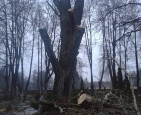 Avarinių medžių pjovimas/ žolės pjovimas. / Arboristas Egidijus / Darbų pavyzdys ID 1059939