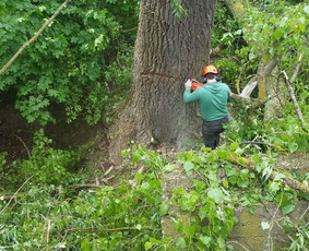 Avarinių medžių pjovimas/ žolės pjovimas. / Arboristas Egidijus / Darbų pavyzdys ID 1059943