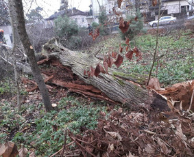 Avarinių medžių pjovimas/ žolės pjovimas. / Arboristas Egidijus / Darbų pavyzdys ID 1059945