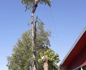 Avarinių medžių pjovimas/ žolės pjovimas. / Arboristas Egidijus / Darbų pavyzdys ID 1059949