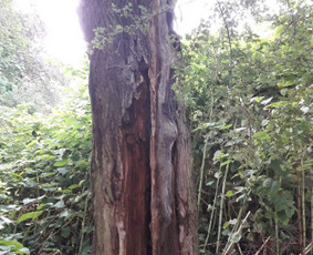Avarinių medžių pjovimas/ žolės pjovimas. / Arboristas Egidijus / Darbų pavyzdys ID 1059951