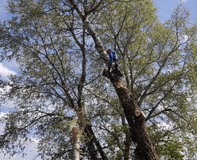 Avarinių medžių pjovimas/ žolės pjovimas. / Arboristas Egidijus / Darbų pavyzdys ID 1059953