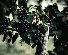 Vestuvių fotosesija - Vestuvių ir šeimos fotografė - 3