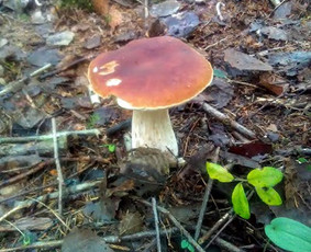 Sodyba miske .Nuostabi vieta Jūsų Šventei!. / Tavo Vila Miskas / Darbų pavyzdys ID 1074891