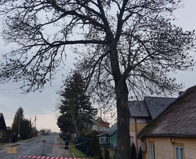 Arboristo paslaugos. Medžių pjovimas, kelmų naikinimas / Mantas Gerulis / Darbų pavyzdys ID 1082099