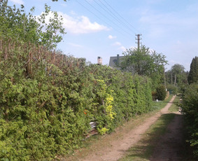 Apželdinimas, Projektavimas, Genėjimas, Vejos / AugalųGanytojai/V. Paičius / Darbų pavyzdys ID 1095507