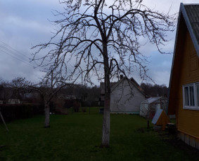 Vejos įrengimas,gėlynų projektavimas, įrengimas / Arturas M. / Darbų pavyzdys ID 1104419