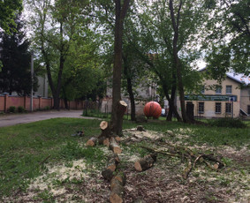 Pavojingų medžių pjovimas/genėjimas - Medžių genėjimas, pjovimas - 2 Medžių genėjimas, pjovimas - Pavojingų medžių pjovimas/genėjimas - 2