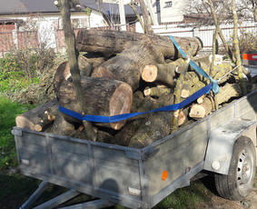 Avariniu medžių pjovimas, vaismedžių genejimas. / Aplinkos tvarkymas / Darbų pavyzdys ID 1124129