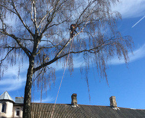Arboristo Paslaugos.avarinių medžių pjovimas-aplinkos darbai / Rolandas Surdokas / Darbų pavyzdys ID 1128309