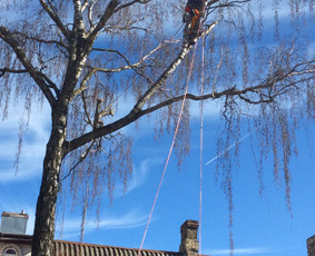 Arboristo Paslaugos.avarinių medžių pjovimas-aplinkos darbai / Rolandas Surdokas / Darbų pavyzdys ID 1128311