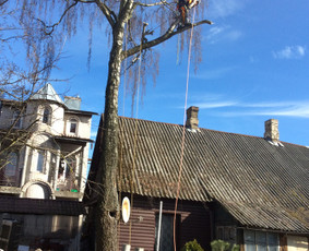 Arboristo Paslaugos.avarinių medžių pjovimas-aplinkos darbai / Rolandas Surdokas / Darbų pavyzdys ID 1128313