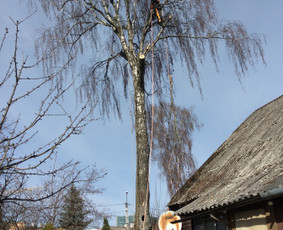 Arboristo Paslaugos.avarinių medžių pjovimas-aplinkos darbai / Rolandas Surdokas / Darbų pavyzdys ID 1128317