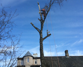 Arboristo Paslaugos.avarinių medžių pjovimas-aplinkos darbai / Rolandas Surdokas / Darbų pavyzdys ID 1128319