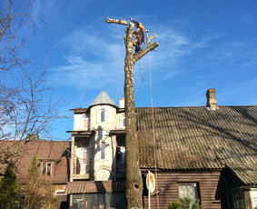 Arboristo Paslaugos.avarinių medžių pjovimas-aplinkos darbai / Rolandas Surdokas / Darbų pavyzdys ID 1128321