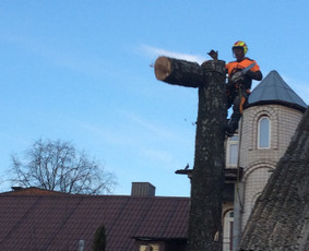 Arboristo Paslaugos.avarinių medžių pjovimas-aplinkos darbai / Rolandas Surdokas / Darbų pavyzdys ID 1128323