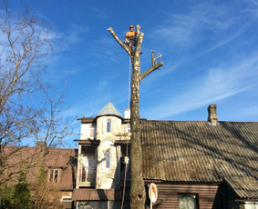 Arboristo Paslaugos.avarinių medžių pjovimas-aplinkos darbai / Rolandas Surdokas / Darbų pavyzdys ID 1128329