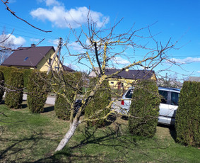 Aeravimas (skarifikavimas ) Žolės Pjovimas, / SODO DARBAI / Darbų pavyzdys ID 1139751