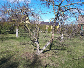 Aeravimas (skarifikavimas ) Žolės Pjovimas, / SODO DARBAI / Darbų pavyzdys ID 1139755